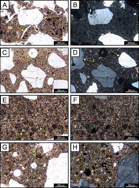 Polarized light optical microscope (POM) images, in parallel-polarized light (left) and cross-polarized light (right) of: CL90-S PL (A-B), NHL2 (C-D), NHL5 (E-F) and OPC (G-H). Marked by arrows in A: shrinkage cracks, in C and H: vacuolar porosity, in D: diffuse and sinuous edges of the aggregate grains, in E and G: calcium silicates clusters.
