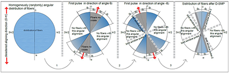 Alignment process through optimized directional pulses