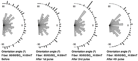 Directional distribution of fibers before and after magnetic alignment through DMP and D-SMP in 2 and 4 pulses of 69 mT at different planar angles of 80/60BG fiber.