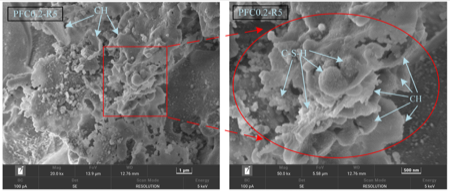 Hydration product morphology at the ITZ of rubber-mortar interface.