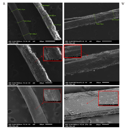 Fiber microstructure, (R) coconut fiber microstructure, (W) juncus fiber microstructure.