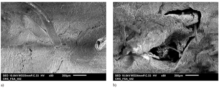 SEM images of samples after bending tests, (a) coconut fiber salient from matrix, (b) juncus fiber salient from matrix.