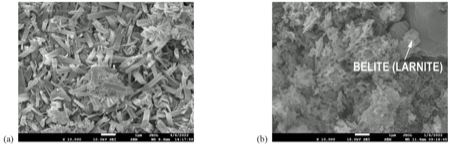 Microstructure of R mortar samples (affected by citric acid): (a) 14 days, (b) 56 days.